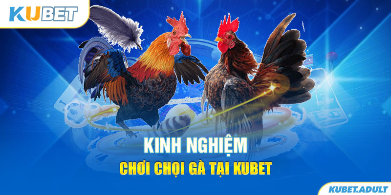 Kinh nghiệm chơi chọi gà tại kubet